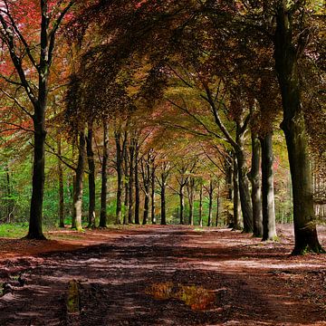 Ombres et lumières dans une forêt colorée sur BHotography