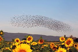 Natural spectacle starling flock by Udo Herrmann