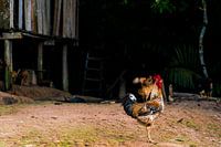 Tropical rooster in the Amazon