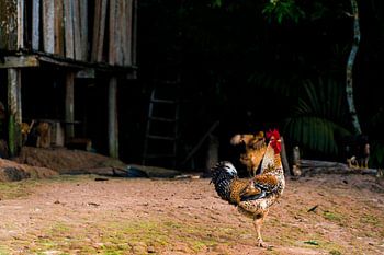 Tropischer Hahn im Amazonasgebiet