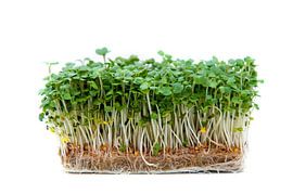 Kiemgroenten by zippora wiese