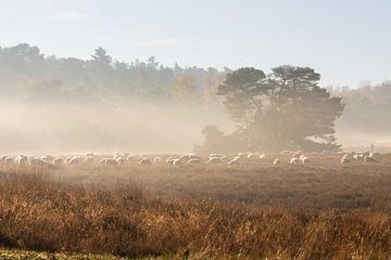 Sheep herd on a cold morning by Ilona Lagerweij