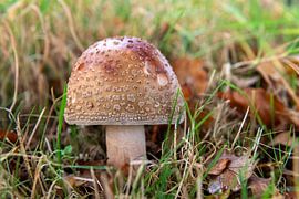 Mushroom by Richard Gilissen