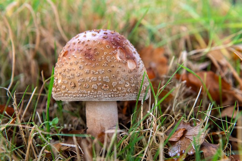 Pilz von Richard Gilissen