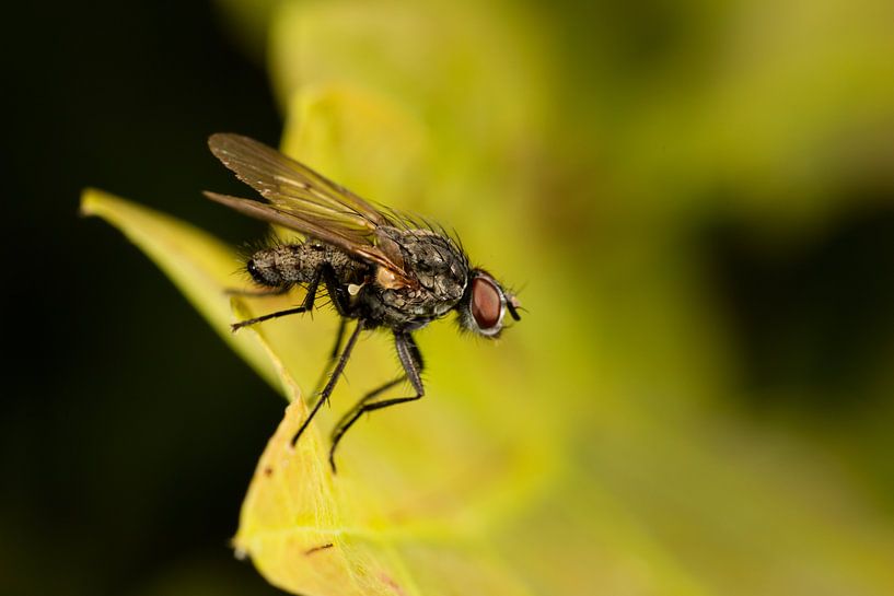 Small fly (Brachycera) with red eyes on a leaf. by Joost Adriaanse