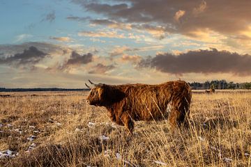Highlander Stier op de heide in Friesland van Brian Morgan
