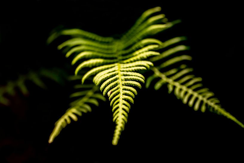 close up nature by Lens Design Studio