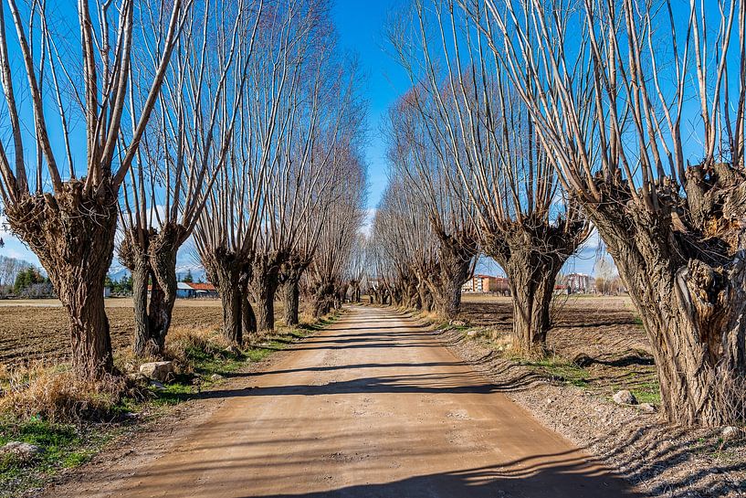 If only trees could talk.... by Roland's Foto's