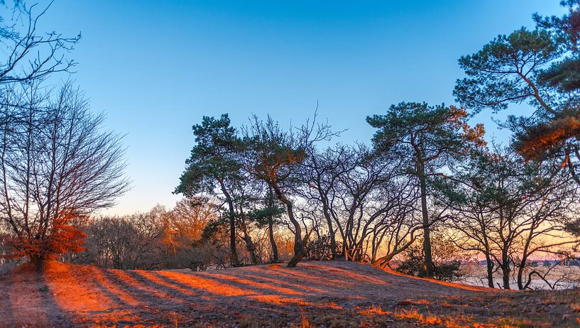 Nationaal Park De Loonse en Drunense Duinen par Dick van der Wilt