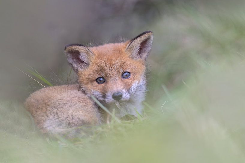 Renard aux yeux encore bleus par Larissa Rand