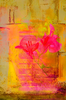 Toscane. Bougainvillea in Italië.
