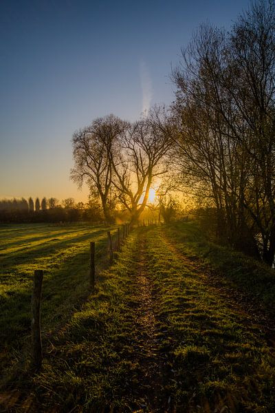 golden morning by Bart Liesenborgs