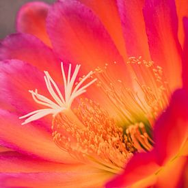 Cactus flower in the most beautiful colors by Shauni van Apeldoorn