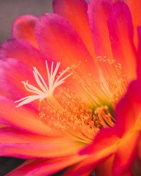 Cactus bloem in de mooiste kleuren van Shauni van Apeldoorn