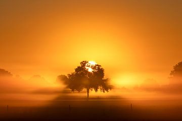 Zon achter boom bij mistige zonsopkomst. van Hans Buls Photography
