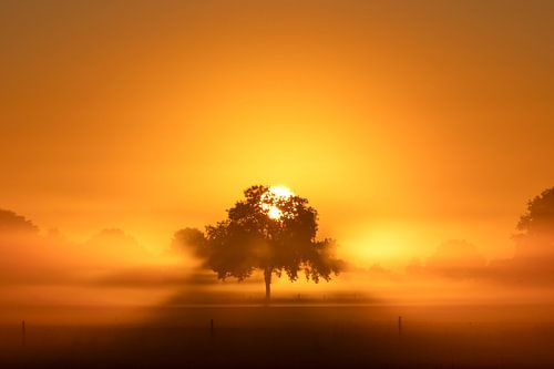 Zon achter boom bij mistige zonsopkomst.