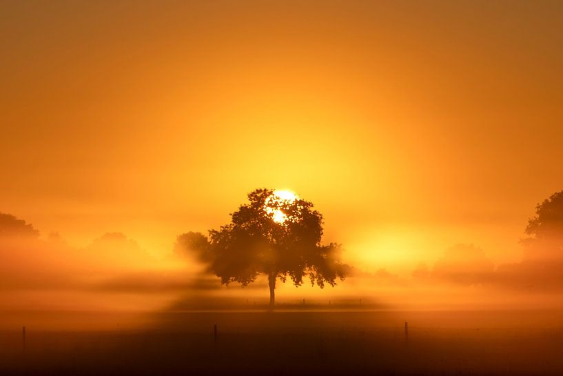 Sun behind tree at foggy sunrise. by Hans Buls Photography