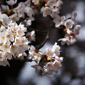 Dreamy blossoms in spring by Bambi Lu