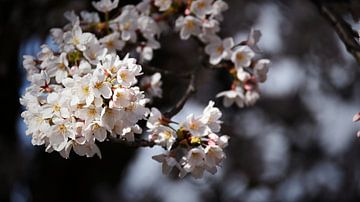 Verträumte Blüten im Frühling von Bambi Lu