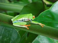 Red eyed tree frog in Costa Rica