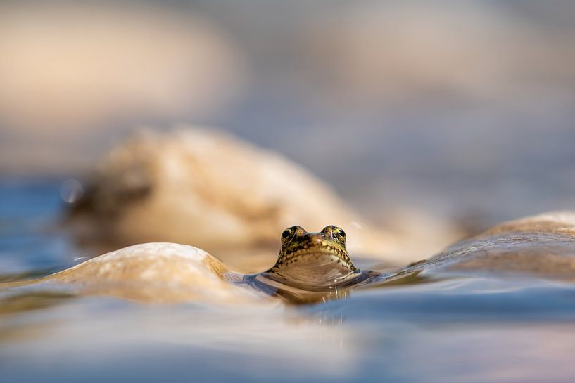 Little frog by Mariëro Fotografie