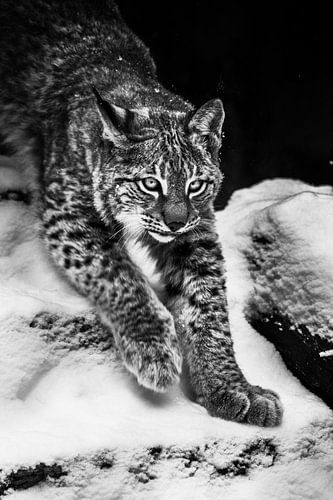 Koude contrasterende zwart-witte lynx steekt door de sneeuw, voorste helft van de figuur en de poten