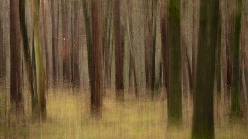 Fading forest von Suzanne Bruinsma