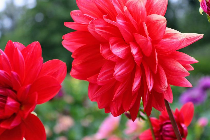 Bright red dahlia by Arie van Vugt