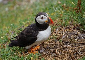 Papageitaucher auf der Insel Skellig Michael in Irland