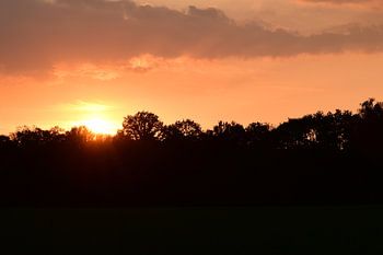 sunset in the forest