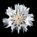 Witte korenbloem van Freya Colman thumbnail