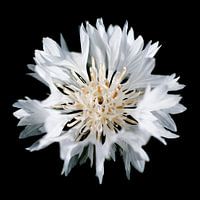 Weisse Kornblume