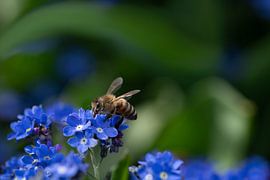 Abeille à miel sur myosotis
