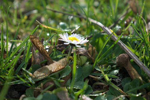 Gänseblümchen am Morgen