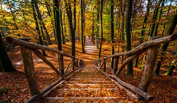 Herbst im Sonsbeek-Park Arnheim