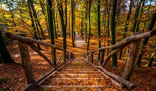 Herbst im Sonsbeek-Park Arnheim