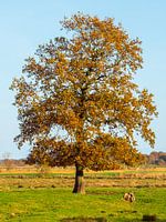 Oude eik in de vier seizoenen - Herfst