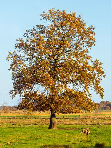 Oude eik in de vier seizoenen - Herfst
