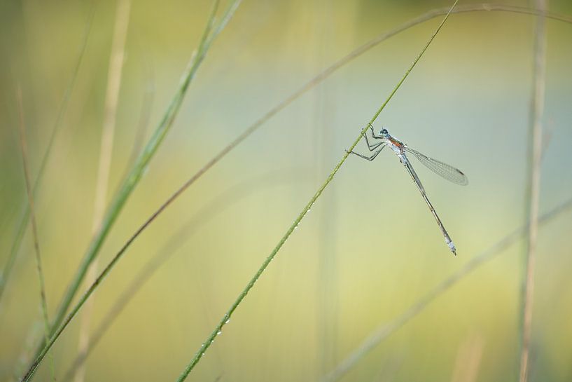 Lantern (damsel) hanging from blade of grass by Moetwil en van Dijk - Fotografie