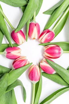 Des tulipes roses en cercle
