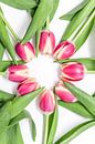 Roze tulpen in een cirkel van Ratna Bosch thumbnail
