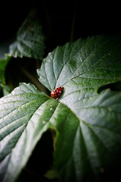 Love is everywhere by Paul Teixeira