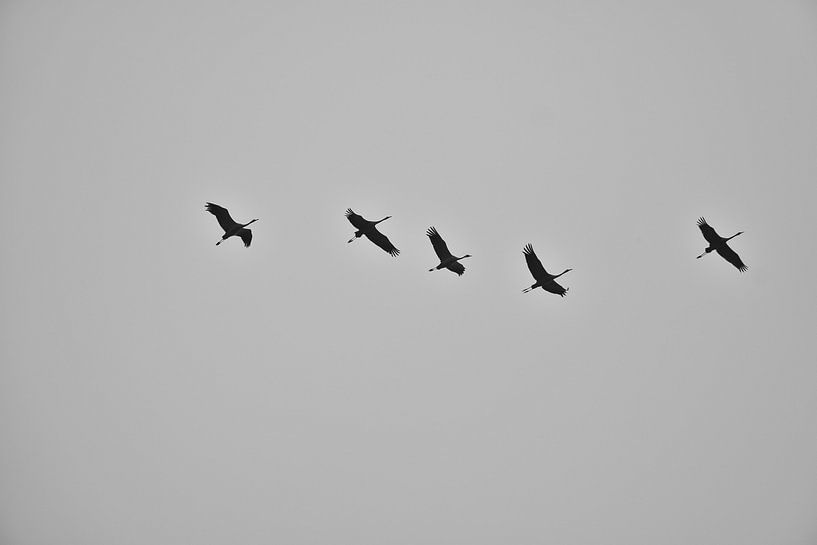 Kraanvogels vliegen in de lucht van Martin Köbsch