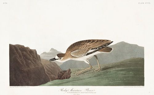 Prairieplevier