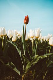 Capricorne dans les montagnes de Slovénie