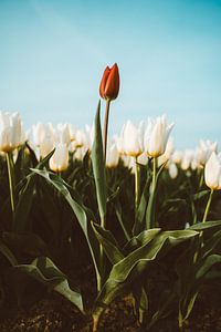 Vreemde tulp in de bijt