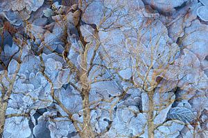 Ice leafs