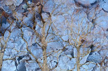 Ice leafs