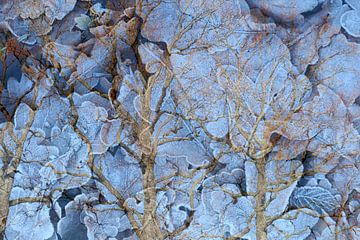 Ice leafs van Sense Photography