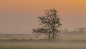 Orange misty morning von Teo Goudriaan